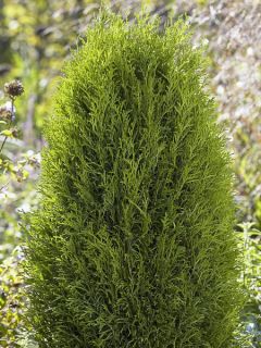 Thuja occidentalis Totem Smaragd - Thuya du Canada