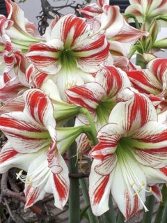 Amaryllis Flaming Striped - Hippeastrum blanc strié de rouge.