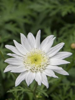 Argyranthemum Qinta White