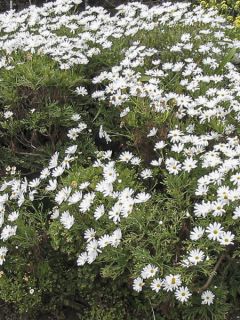 Argyranthemum Snowflake