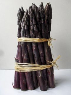 Asperge Jaqma Pourpre en griffes - Asparagus officinalis