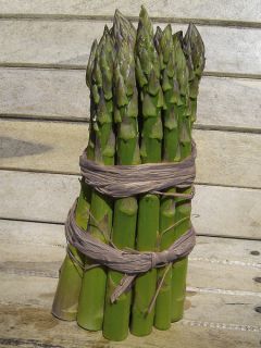 Asperge Voltaire en griffes - Asparagus officinalis