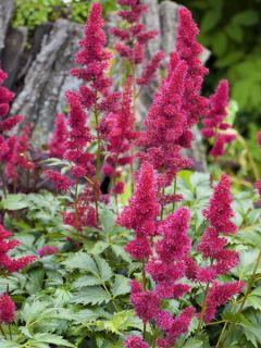 Astilbe 'Younique Ruby Red '