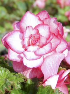 Begonia Bouton de Rose - Bégonia double