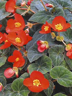 Begonia multiflora Flamboyant