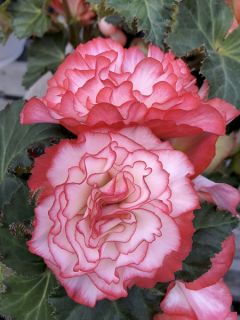 Graines de Bégonia tubéreux Non-Stop Rose Petticoat F1 - Begonia x tuberhybrida