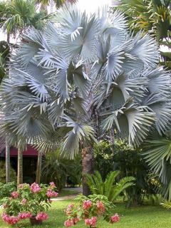 Bismarkia nobilis - Palmier de Bismarck
