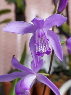 Orchidée terrestre 'Penway Paris'