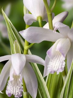 Bletilla striata Alba Variegata - Orchidée jacinthe blanche