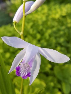 Bletilla striata Kuchi-beni - Orchidée jacinthe