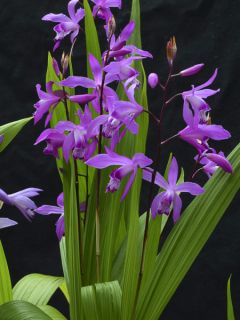 Bletilla striata Marcel Clapdrop - Orchidée jacinthe