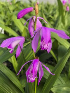 Bletilla striata Shi-ran - Orchidée jacinthe