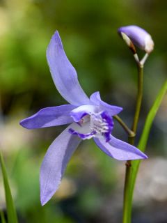 Bletilla striata Soryu Blue Dragon - Orchidée vivace bleue