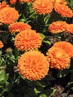 Souci double de Jardins Ball’s Orange - Calendula officinalis