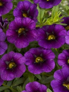 Calibrachoa Noa Ultra Purple - Mini-pétunia