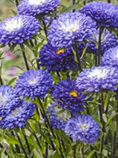 Reine Marguerite Garden Hit Blue Tipped White