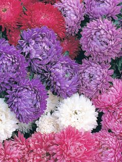 Aster Milady Mixed 