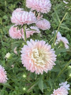 Aster Pink Tower 