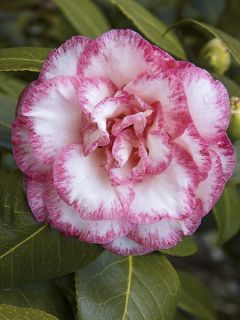 Camélia classique - Camellia Betty's Beauty