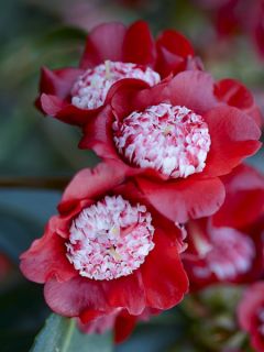 Camélia Lipstick - Camellia japonica