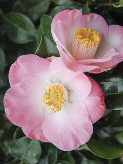 Camélia Sunny Side - Camellia japonica