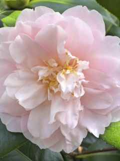 Camélia Virginia Robinson - Camellia japonica