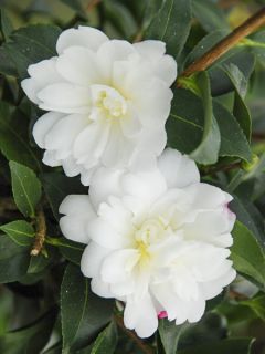 Camellia Fuji no Yuki - Camélia d'automne blanc
