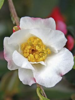 Camélia d'automne - Camellia sasanqua Hinode-Gumo