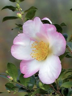Camélia d'automne Versicolor - Camellia sasanqua 