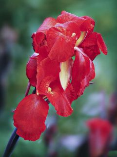 Canna Firebird - Balisier rouge vermillon