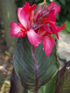 Canna Red Wine - Balisier