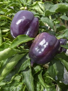 Poivron Purple Bell - Capsicum annuum