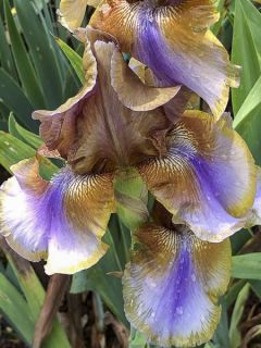 Iris germanica Burnt Toffee