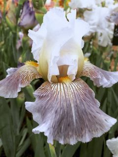Iris germanica Ciel Gris sur Poilly - Iris des Jardins 