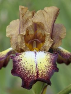 Iris germanica Flamenco - Burgundy Brown - Iris des Jardins