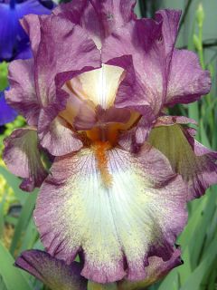 Iris germanica Master Plan