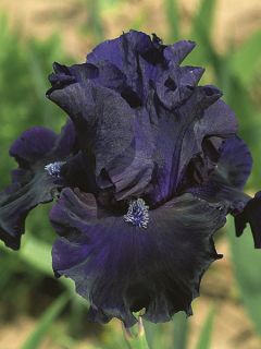 Iris germanica Obsidian
