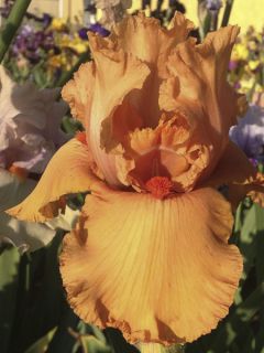 Iris germanica Orange Embers