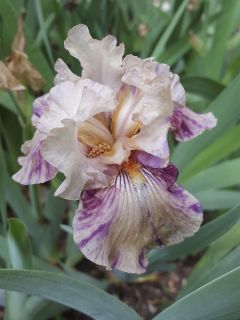 Iris germanica Raspberry Silk - Iris de Bordure.