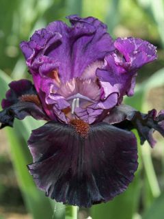 Iris germanica Saturn