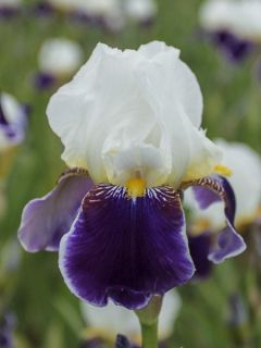 Iris germanica Wabash - Grand iris des jardins