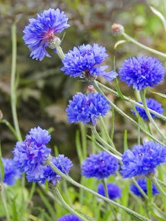 Graines de Bleuet Blue Diadem - Centaurea cyanus Blue Diadem