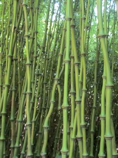 Chimonobambusa tumidissinoda Macrophylla - Bambou moyen