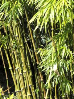 Chimonobambusa tumidissinoda Microphylla - Bambou moyen