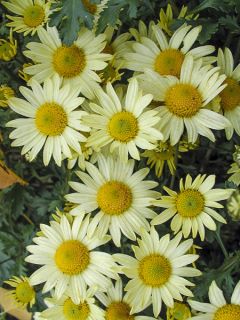Chrysanthemum arcticum Schwefelglanz, Marguerite