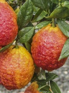 Citrus medica Pigmentata - Cédrat hybride