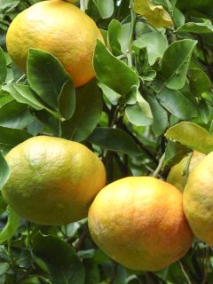 Mandarinier - Citrus reticulata Keraji
