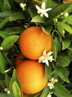 Oranger - Citrus sinensis Washington Navel 