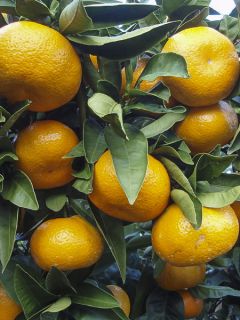 Mandarinier Satsuma - Citrus unshiu