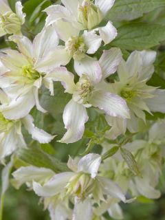 Clematite Jenny Keay - Clematis x montana